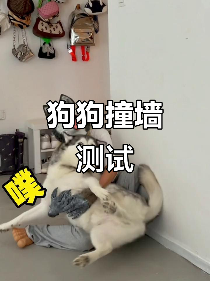 狗子撞墙智商大挑战,二哈能否成功过关?