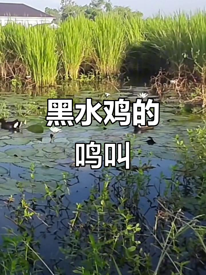 文明拍摄,黑水鸡叫声背后的故事