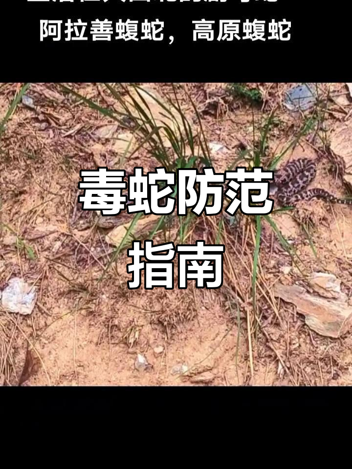 10月高原蝮蛇毒性强烈,遇之请迅速就医!