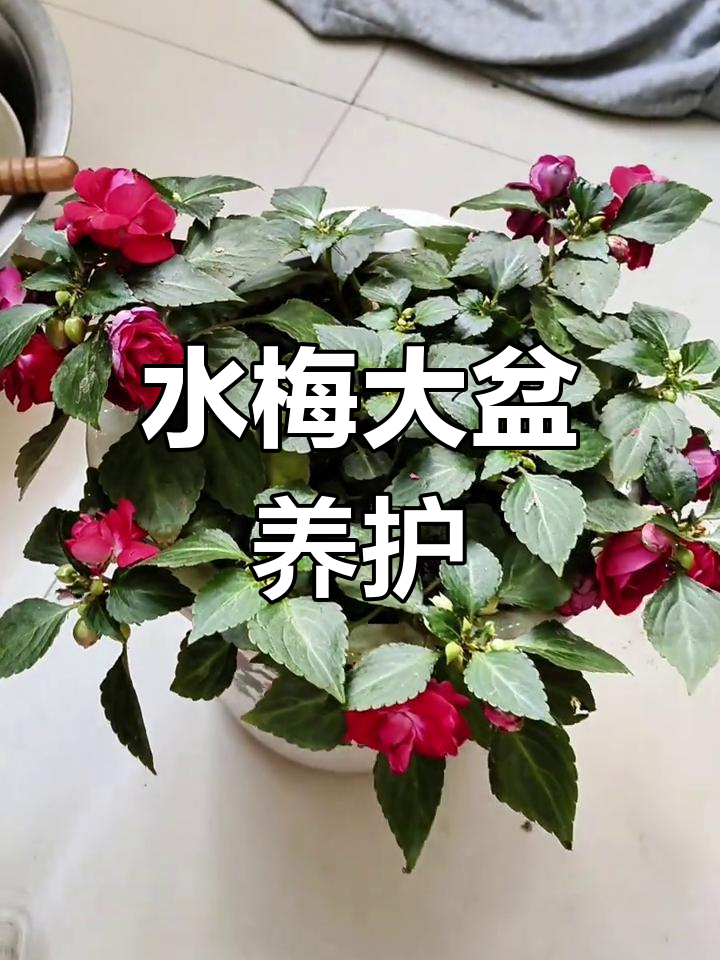 大盆养水梅花,效果更佳!