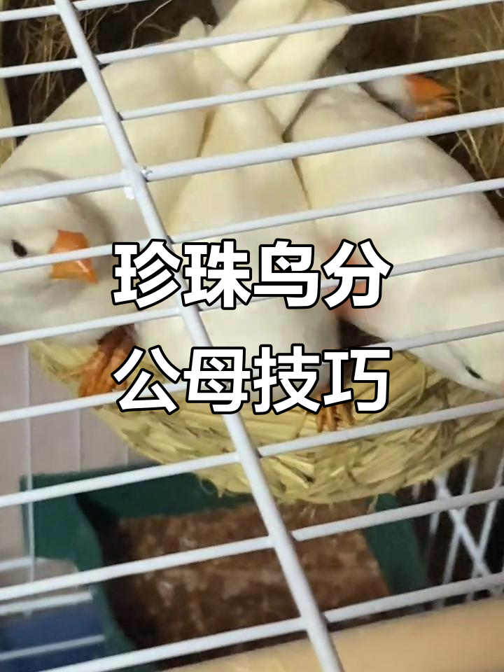 如何分辨珍珠鸟公母?嘴红是关键,叫声也能帮忙