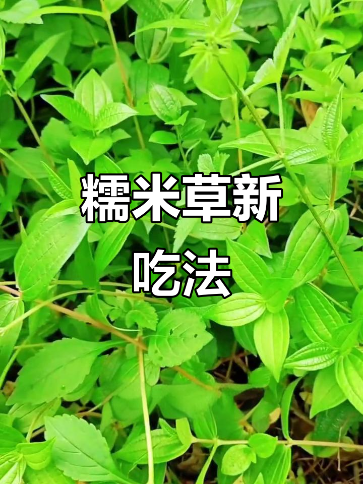 糯米草的独特做法,竟能这样变美味!
