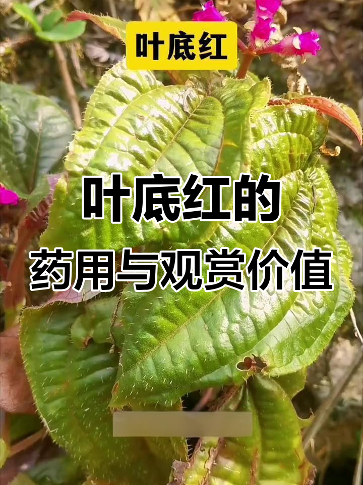 叶底红:美丽又实用的野生植物,全株可入药