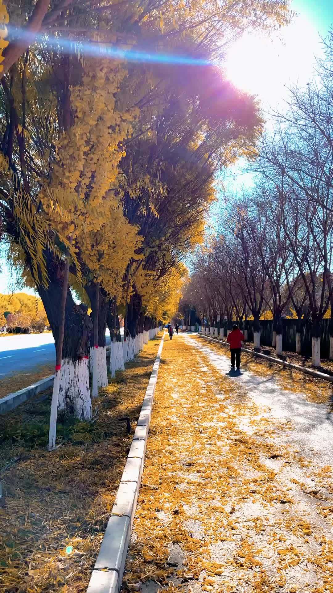 创作灵感 秋天落叶94 原创 新疆 一起享受大自然的美-度小视