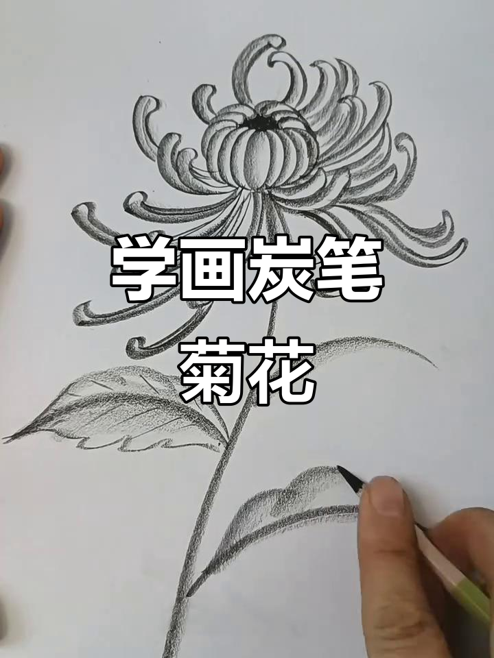 零基础学炭笔画,轻松画出美丽菊花