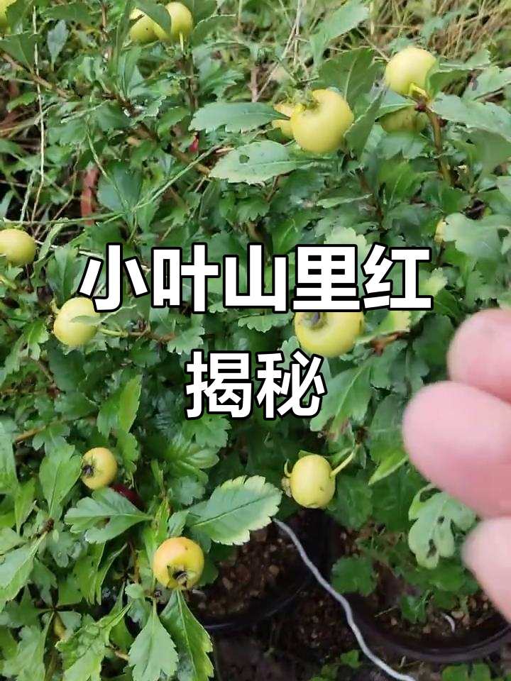 河南小叶山楂,黄白相间的小巧果实