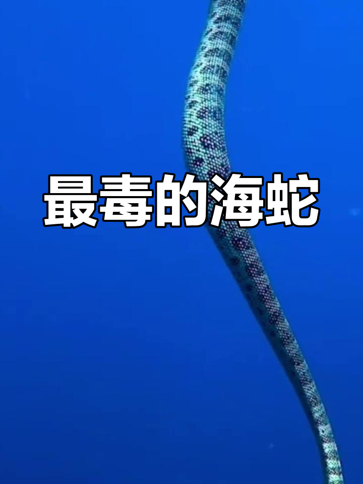 海蛇:世界上最毒的蛇类