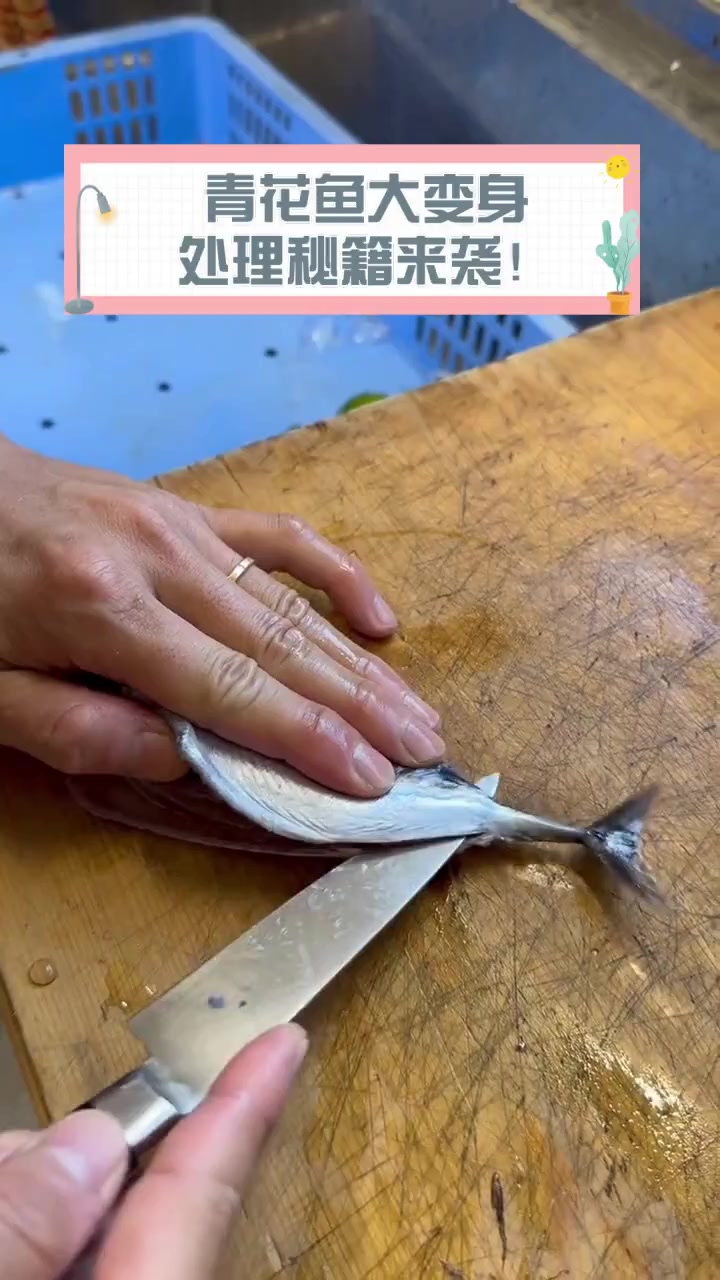 青花鱼大变身,处理秘籍来袭!