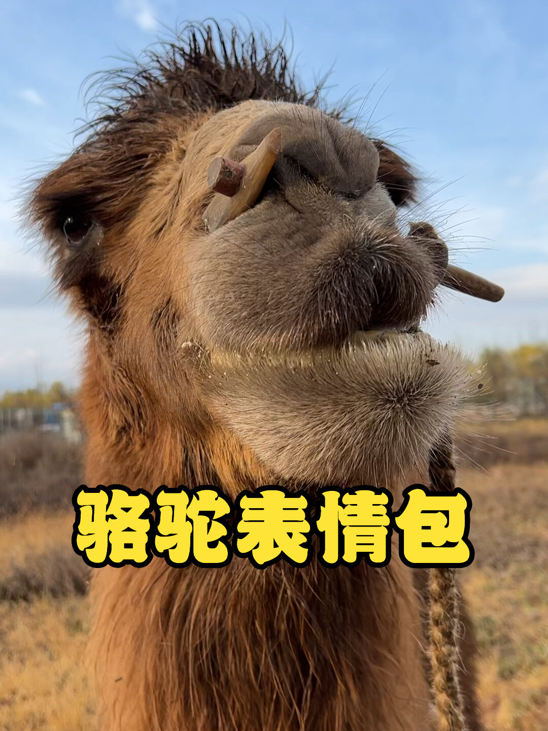骆驼:表情包,这 骆驼 耍开心了