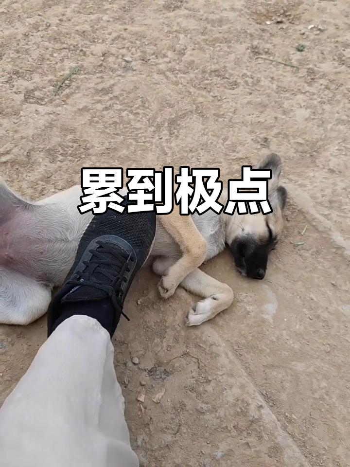 累成狗?这句话到底从哪儿来的,竟然这么火!