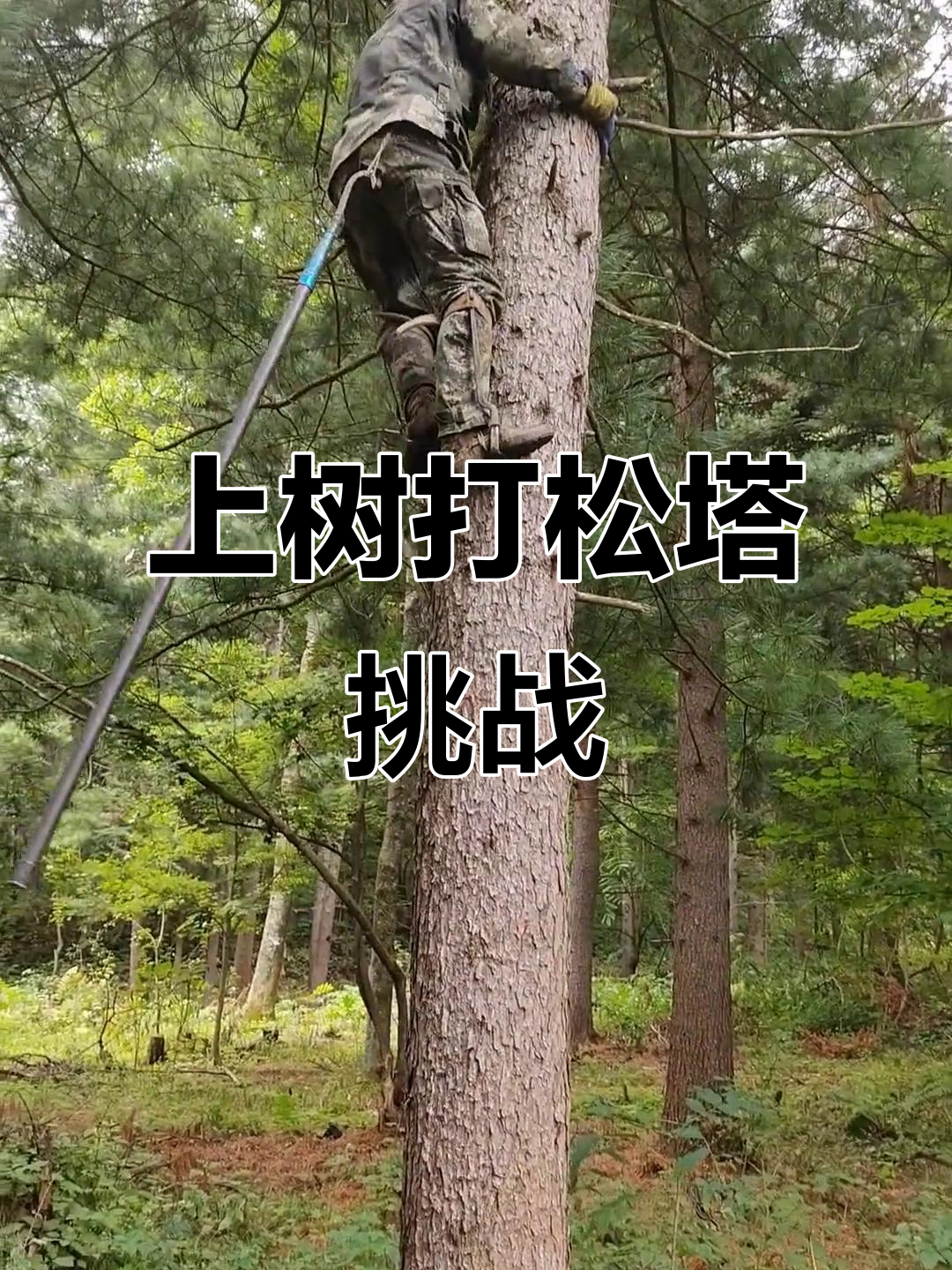 轻松上树打松塔,胆量比蜗牛还大!