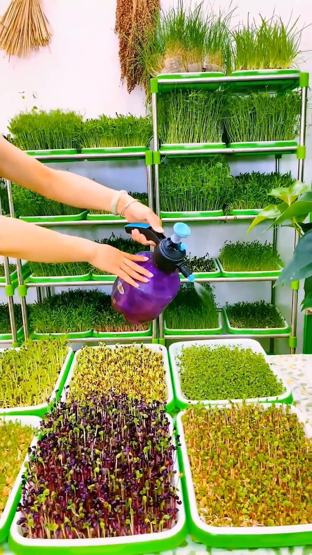 阳台种菜 家庭种植 水培芽苗菜 蔬菜02-度小视