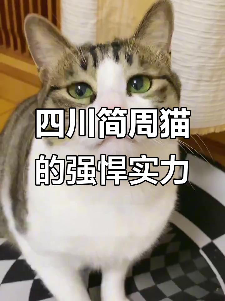 四川简州猫:看似可爱,实则战斗力惊人!