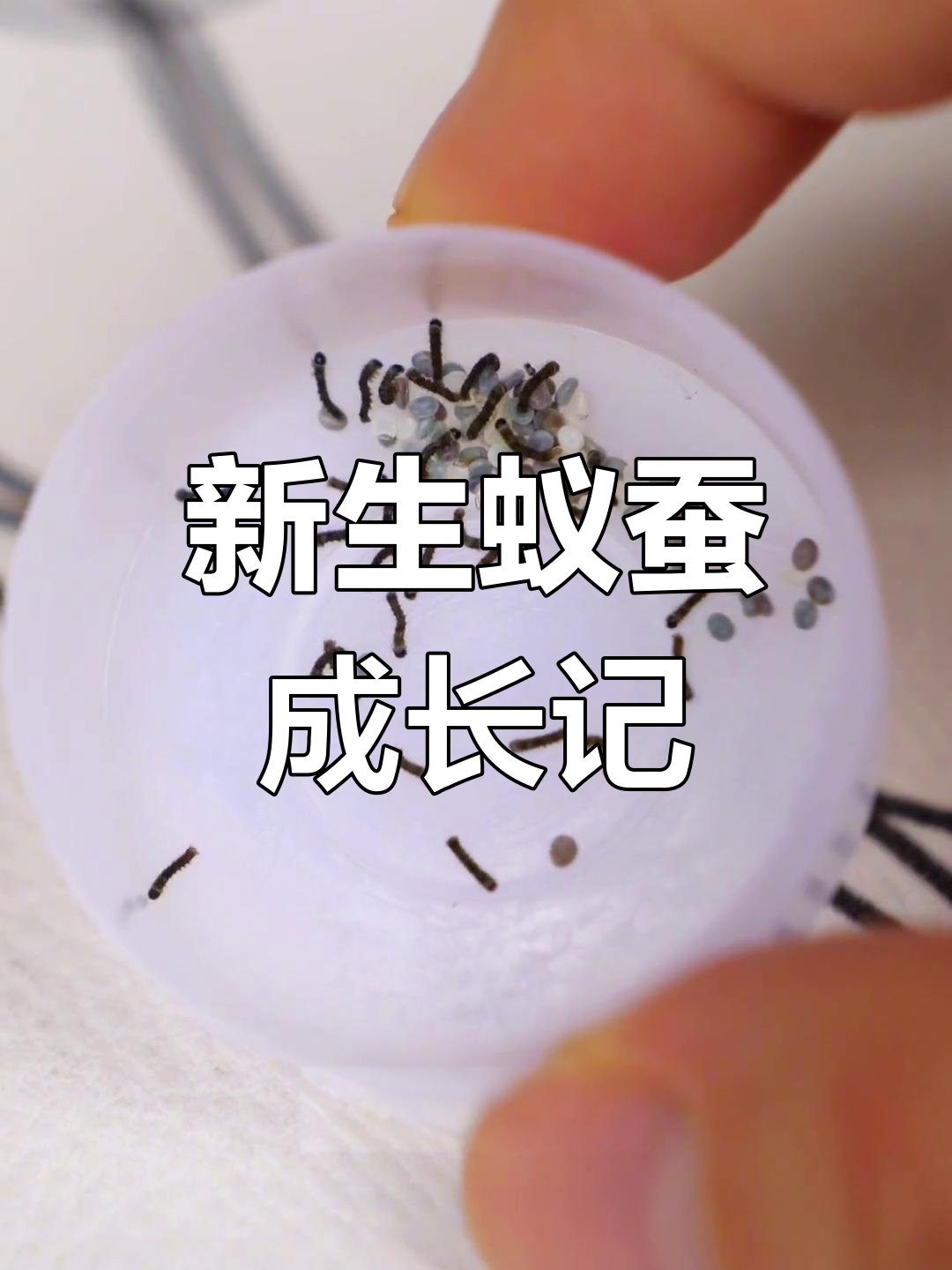 蚁蚕孵化增多,桑叶成美味大餐