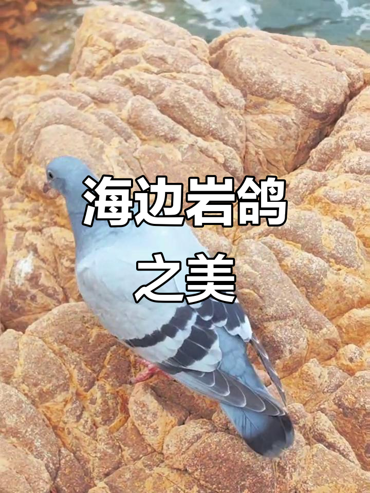 岩鸽在海边峭壁上展翅,五彩羽毛令人陶醉