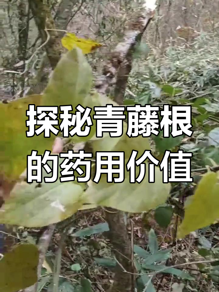 青藤根:一种珍贵的中药材,了解它的功效与作用