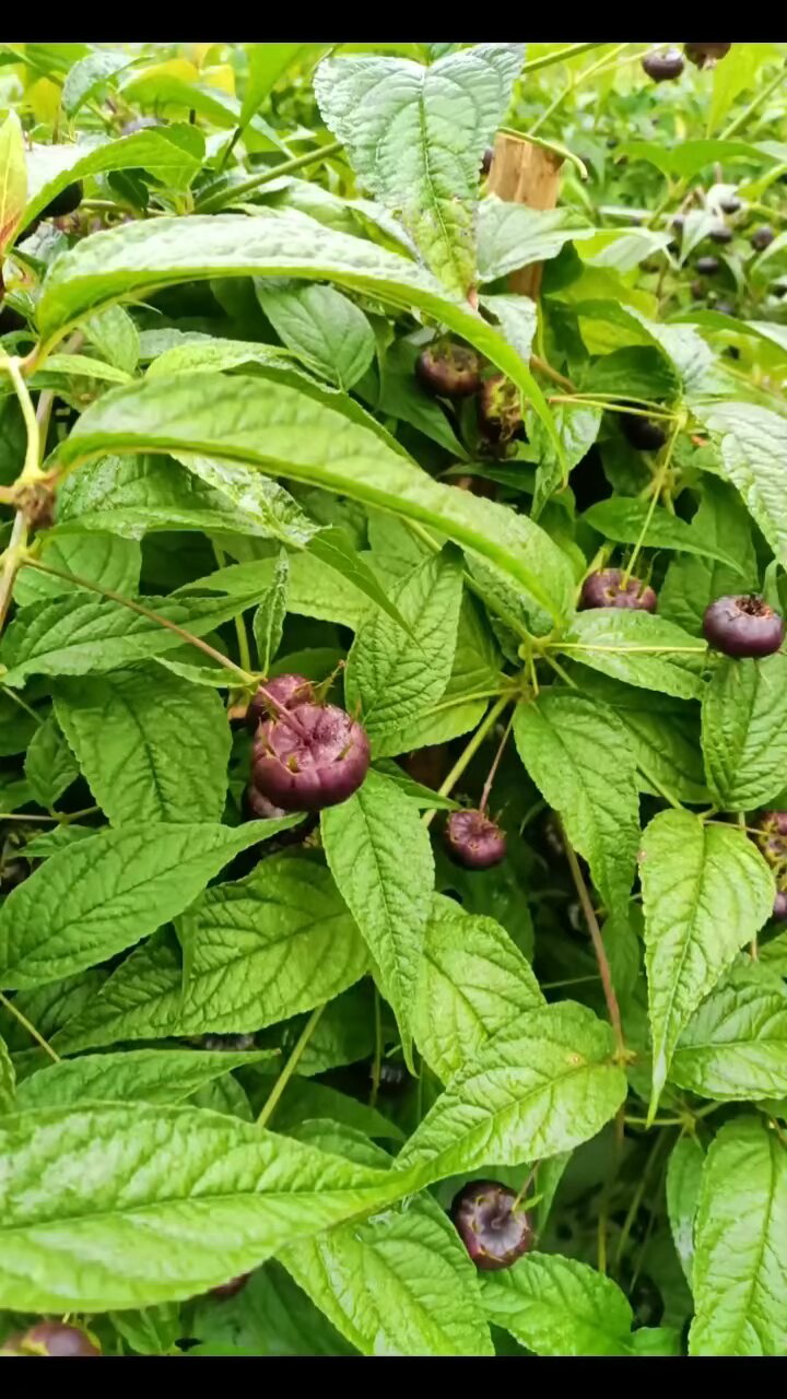 云南稀有品种水果红参果