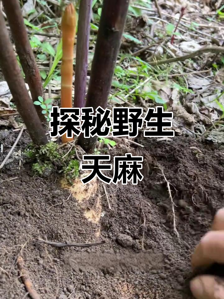 野生天麻藏深山,风不动无风自动的神奇植物