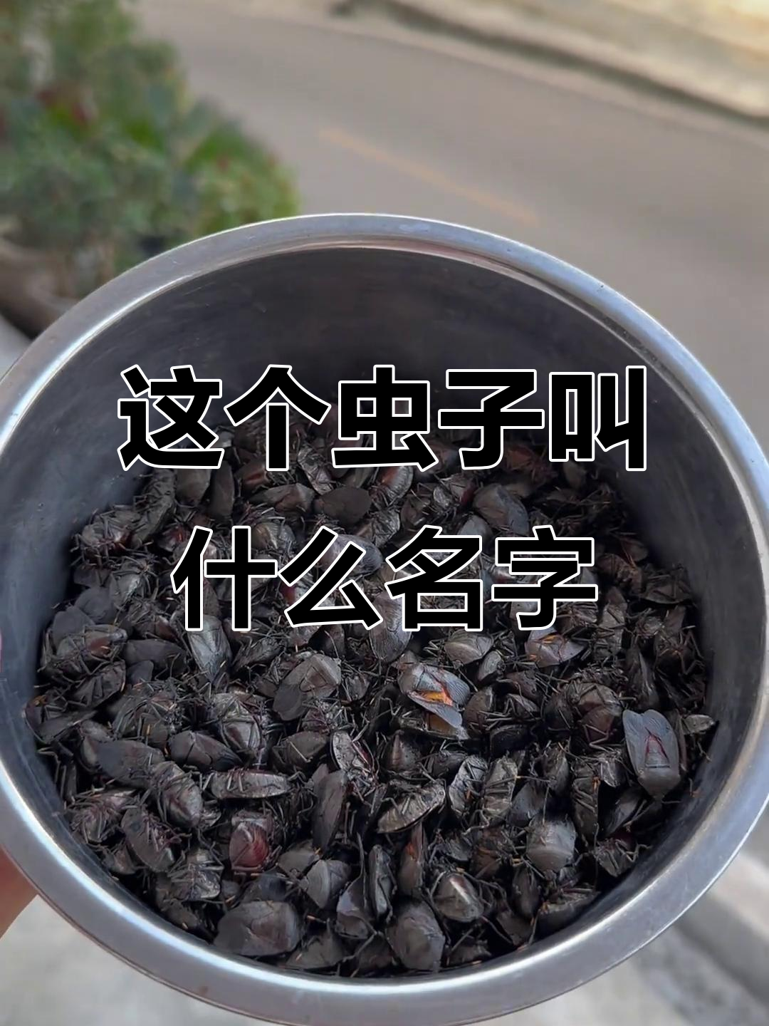 你们知道这是什么虫吗?快来猜一猜,看看谁能答对!