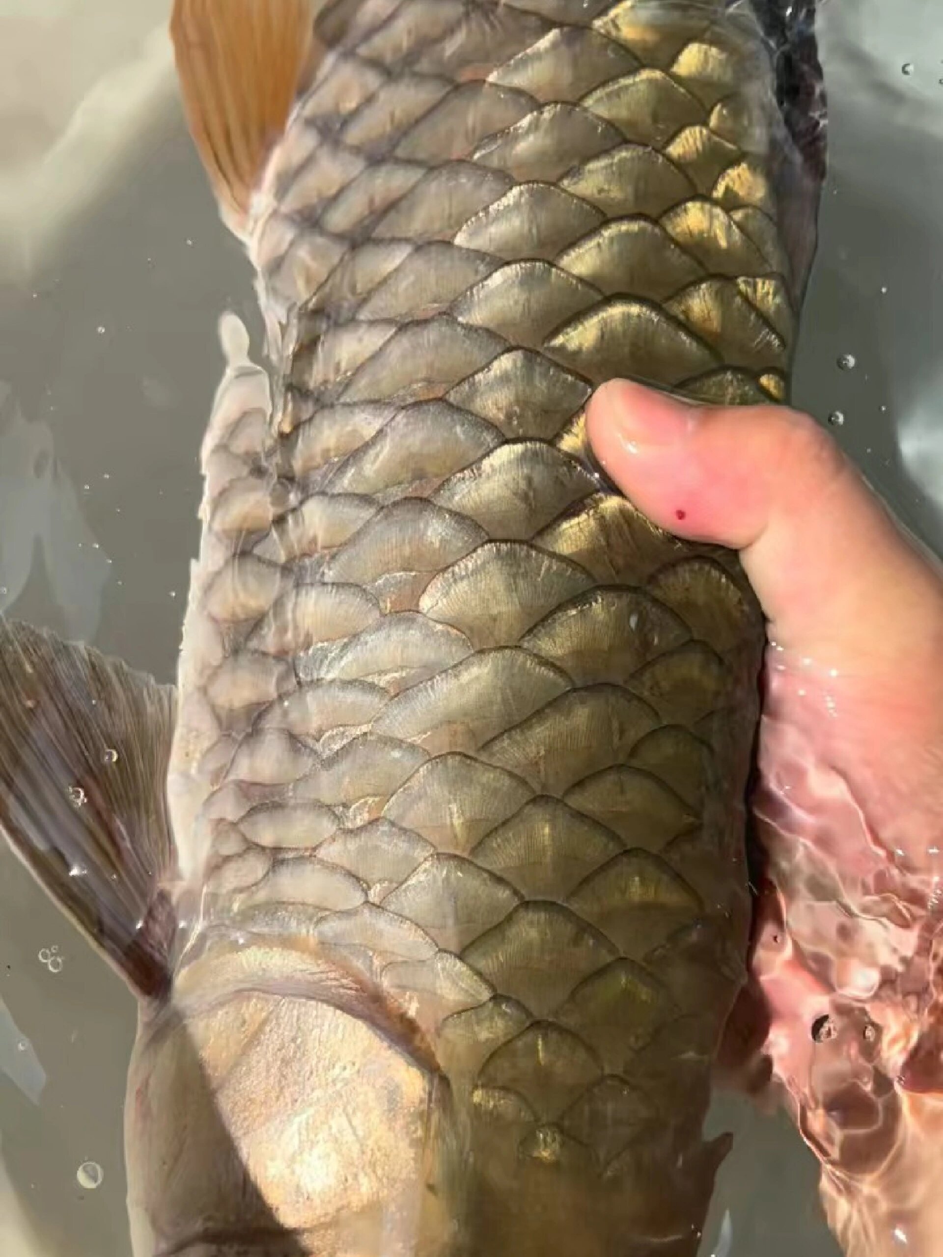 野生军鱼,也叫石娟,水中精灵