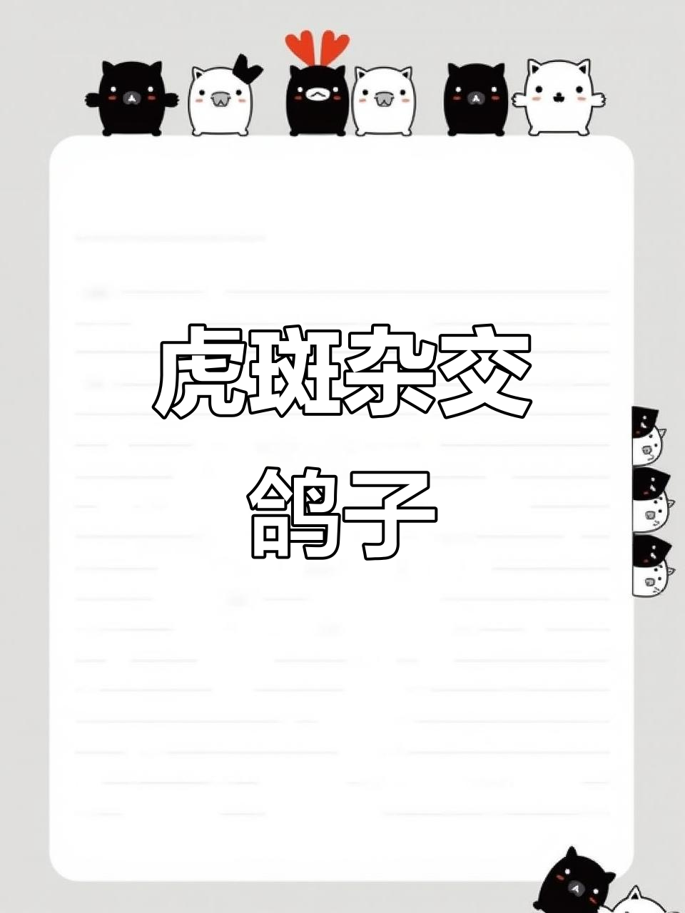 虎斑杂交鸽子:鸽鸠混血新品种