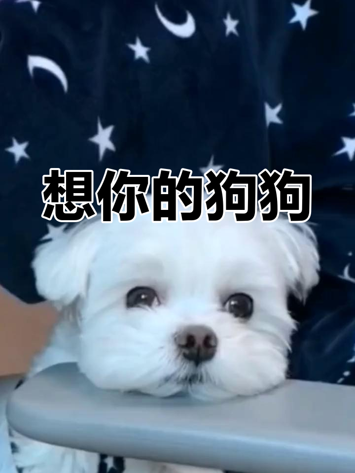 狗狗的思念之情,想你3点0