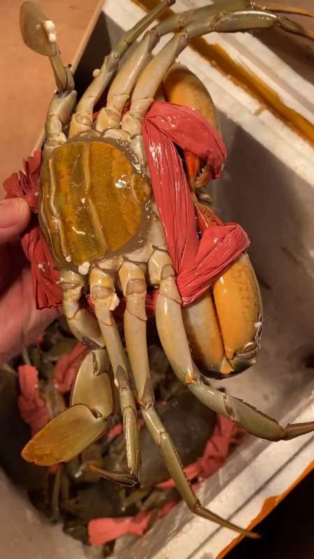 8两11斤红树林野生大红膏蟹红鲟螃蟹