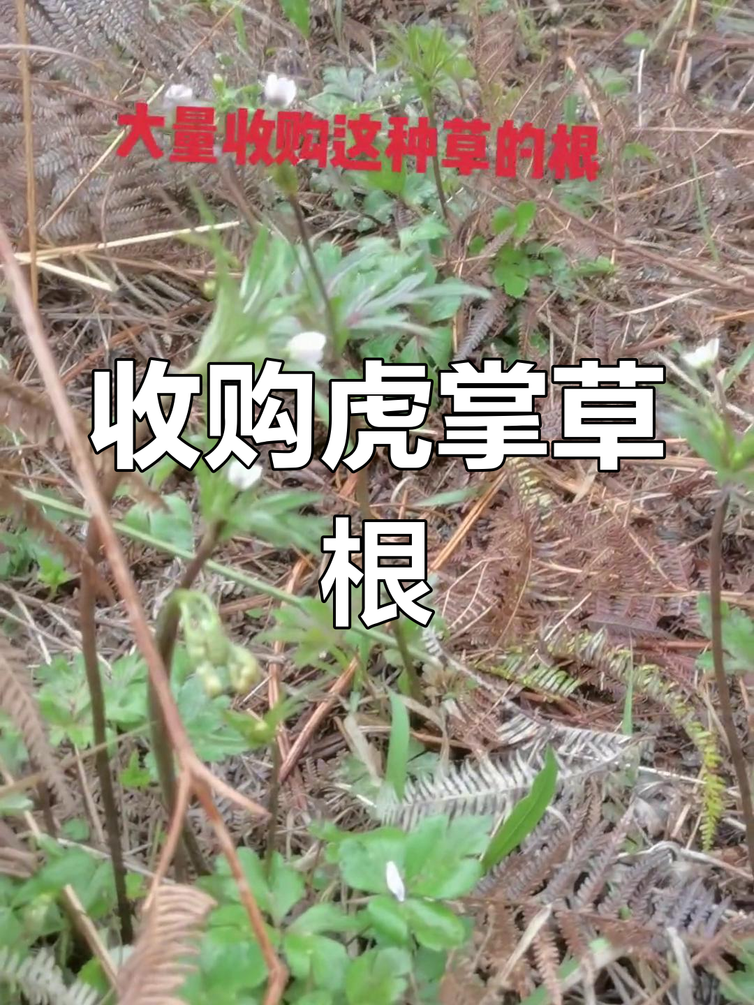 大量收购虎掌草根,清洗晾干即可