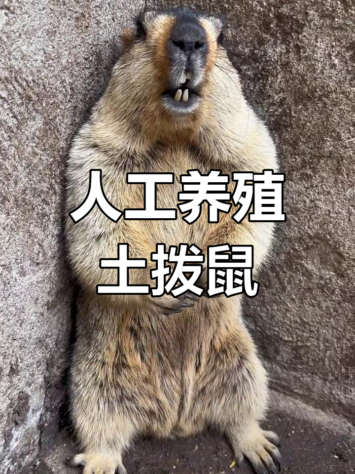 土拨鼠故事(土拨鼠的故事告诉我们什么道理?)