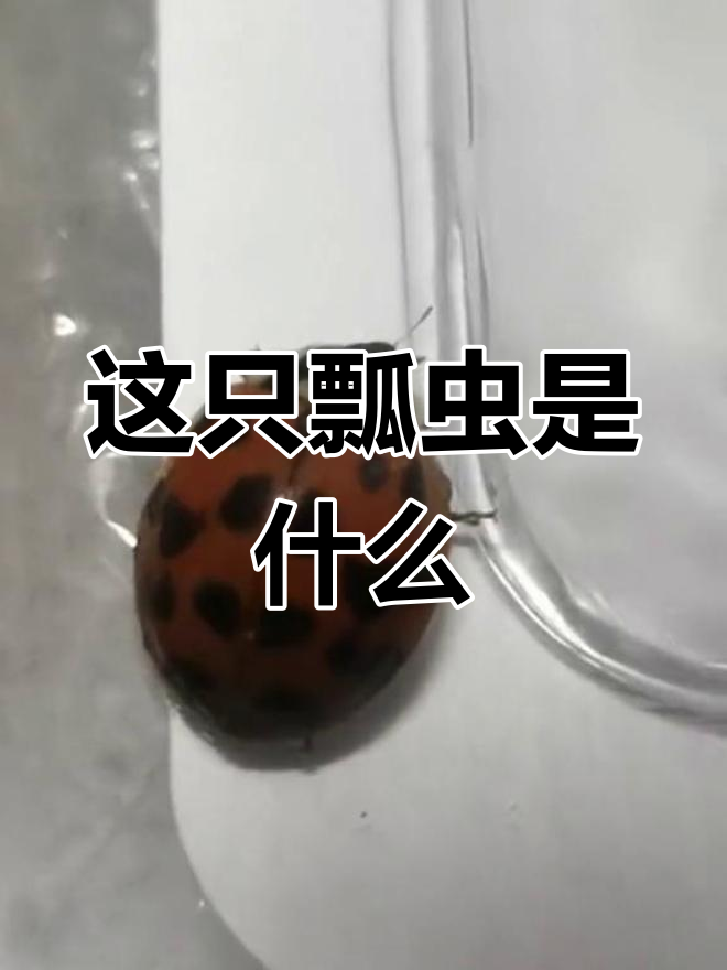 这是几星瓢虫?是害虫还是益虫,背上有19个黑点