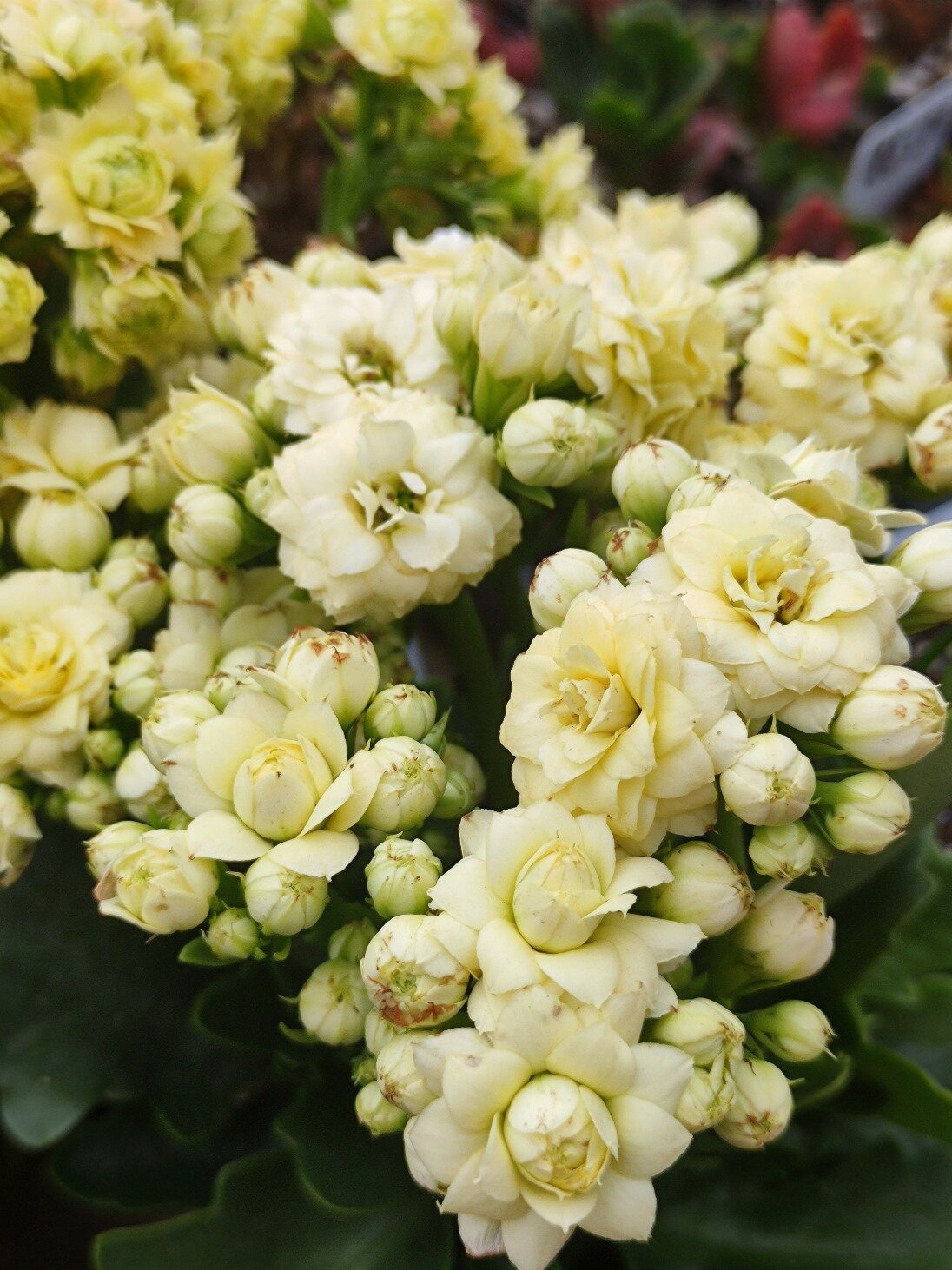 长寿花 芷云 云淡风轻的感觉~-度小视