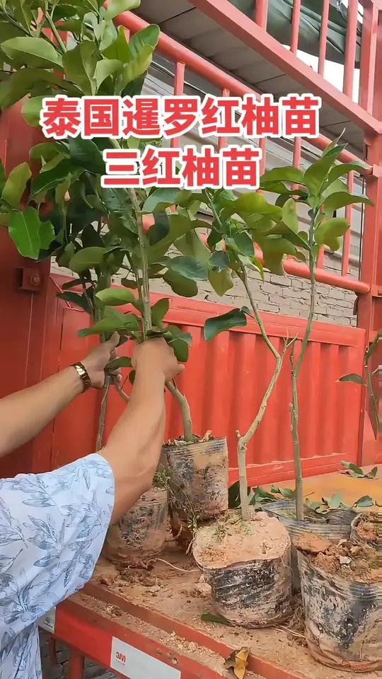 源头基地直供,一手货源,泰国暹罗红柚苗,三红柚苗,品种齐全,品质保障