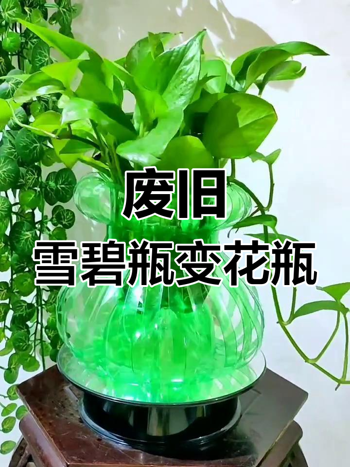 雪碧瓶变身水培绿萝花瓶,晶莹剔透超美!