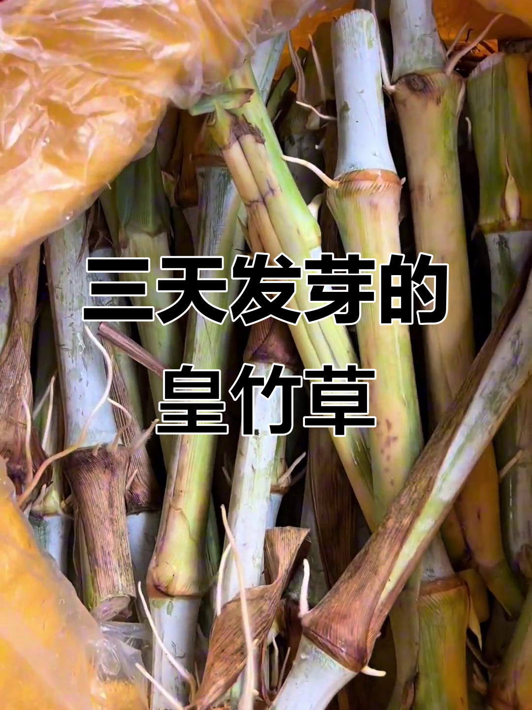 杰哥皇竹草:三到四天发芽,根茎强壮,种植技巧全揭秘