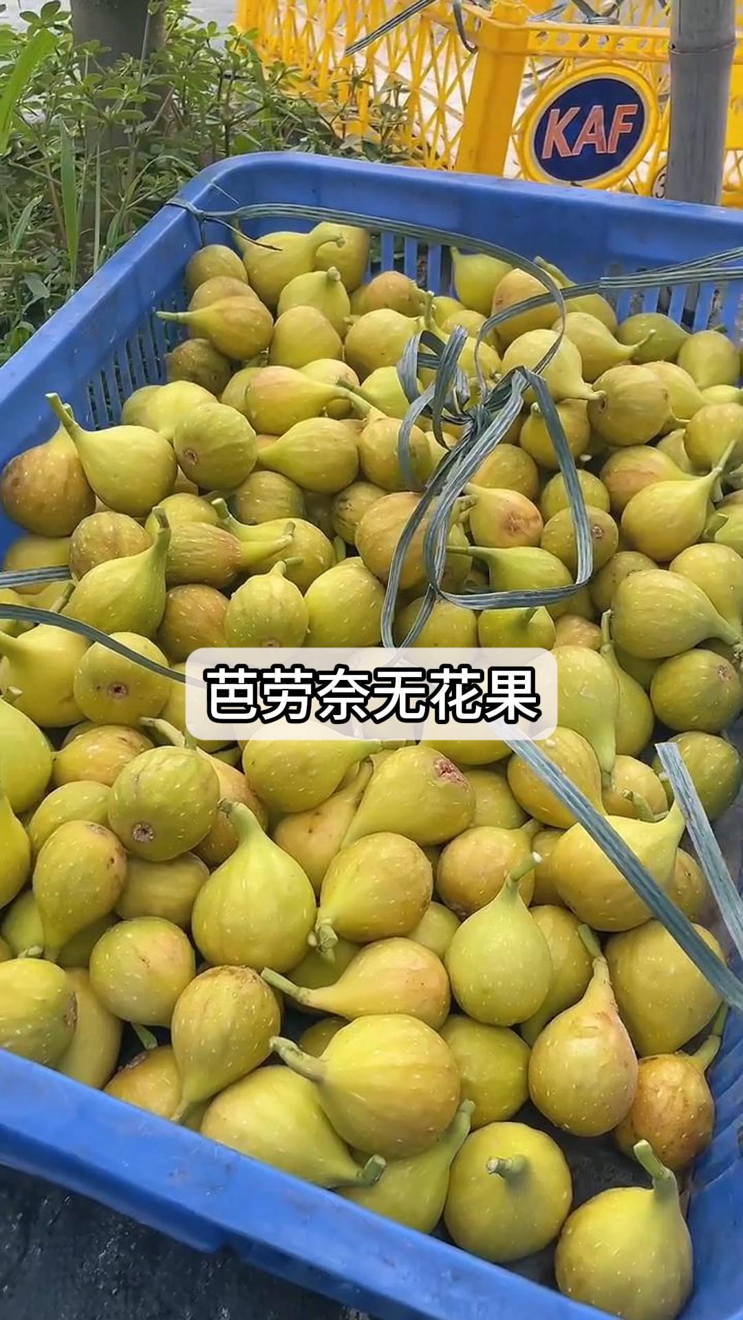 口感软糯香甜的芭劳奈无花果