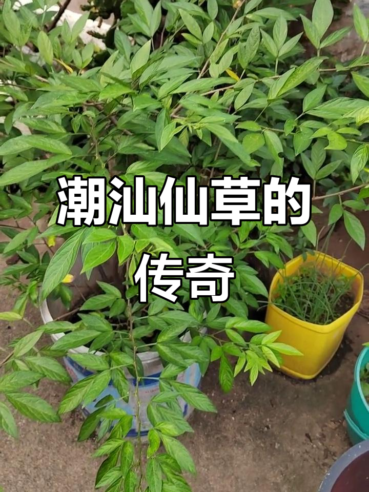 潮汕仙草:顺顺利利,人人敬仰的神奇植物