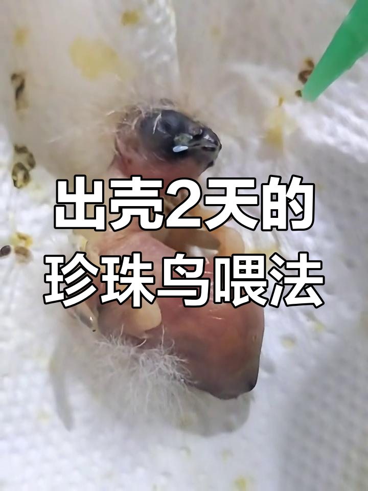 珍珠鸟出壳2天,喂养技巧全揭秘