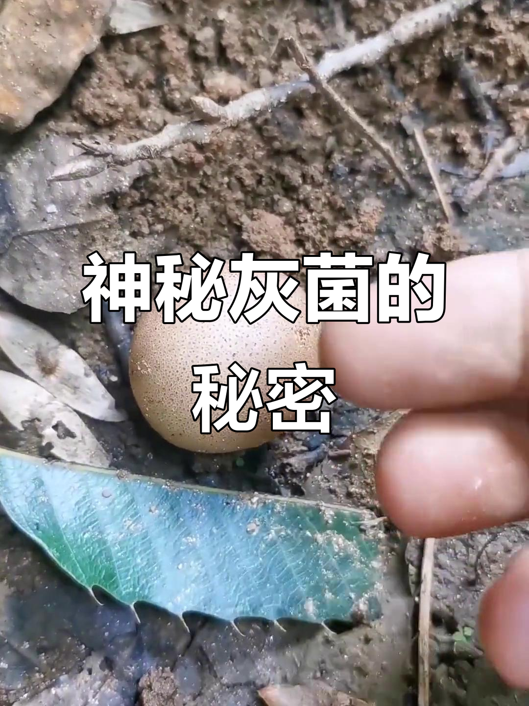 农村惊现神奇灰菌,竟有如此妙用!