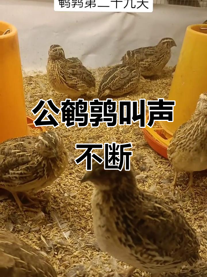 公鹌鹑开始鸣叫,每天都有新变化