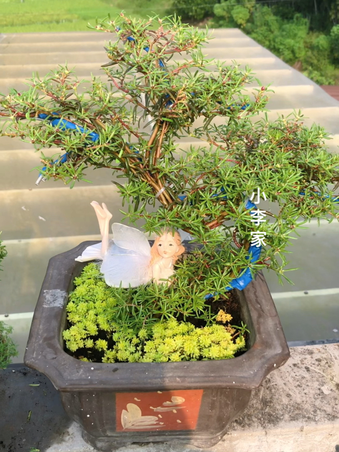 太阳花盆景造型教程来咯,花色冰心造型