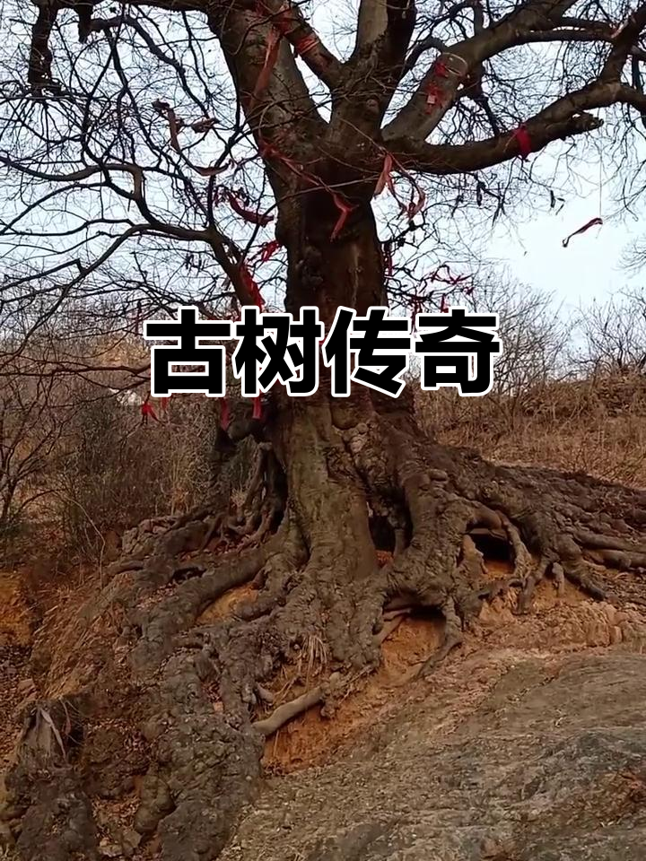 杨家峪的千年朴树,见证历史沧桑