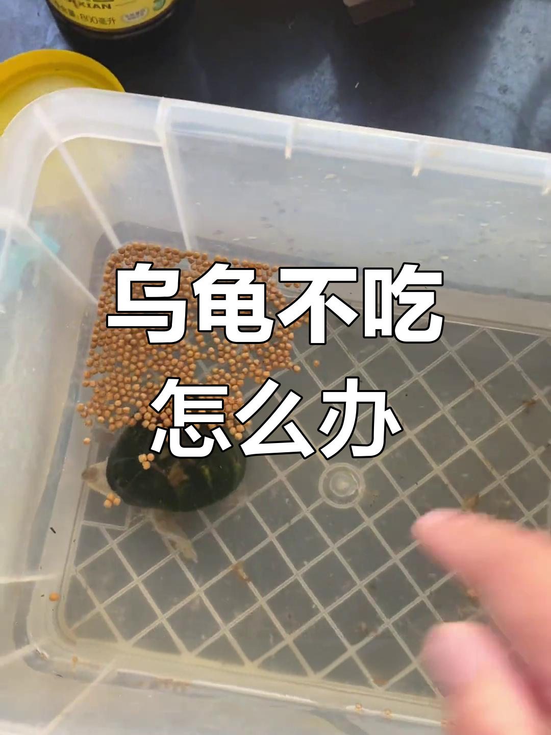 巴西龟为什么不吃东西怎么办