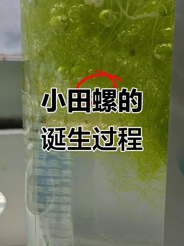 田螺妈妈孵化小宝宝,绿色水草提供氧气与食物