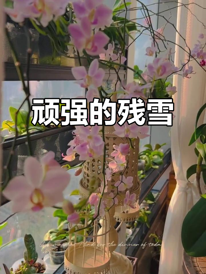 残雪蝴蝶兰,耐热又顽强,干枯也能复苏开花