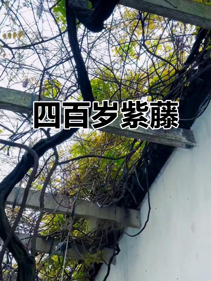 拙政园紫藤四百年,花开富贵,吉祥如愿!