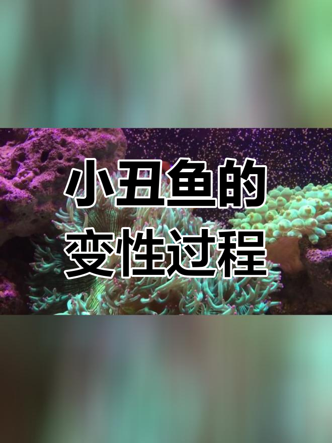 小丑鱼性别转变与繁殖