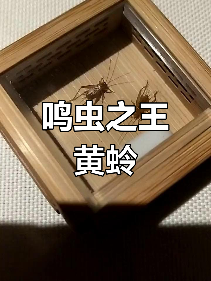 黄蛉,迷你昆虫之王,叫声清脆如"唧