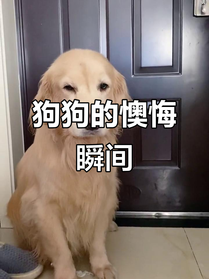 金毛犯错后的懊悔表情,真是让人忍俊不禁