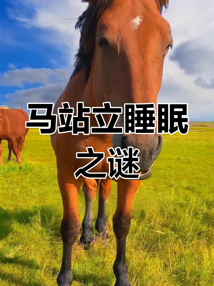 马躺下睡觉为什么会死