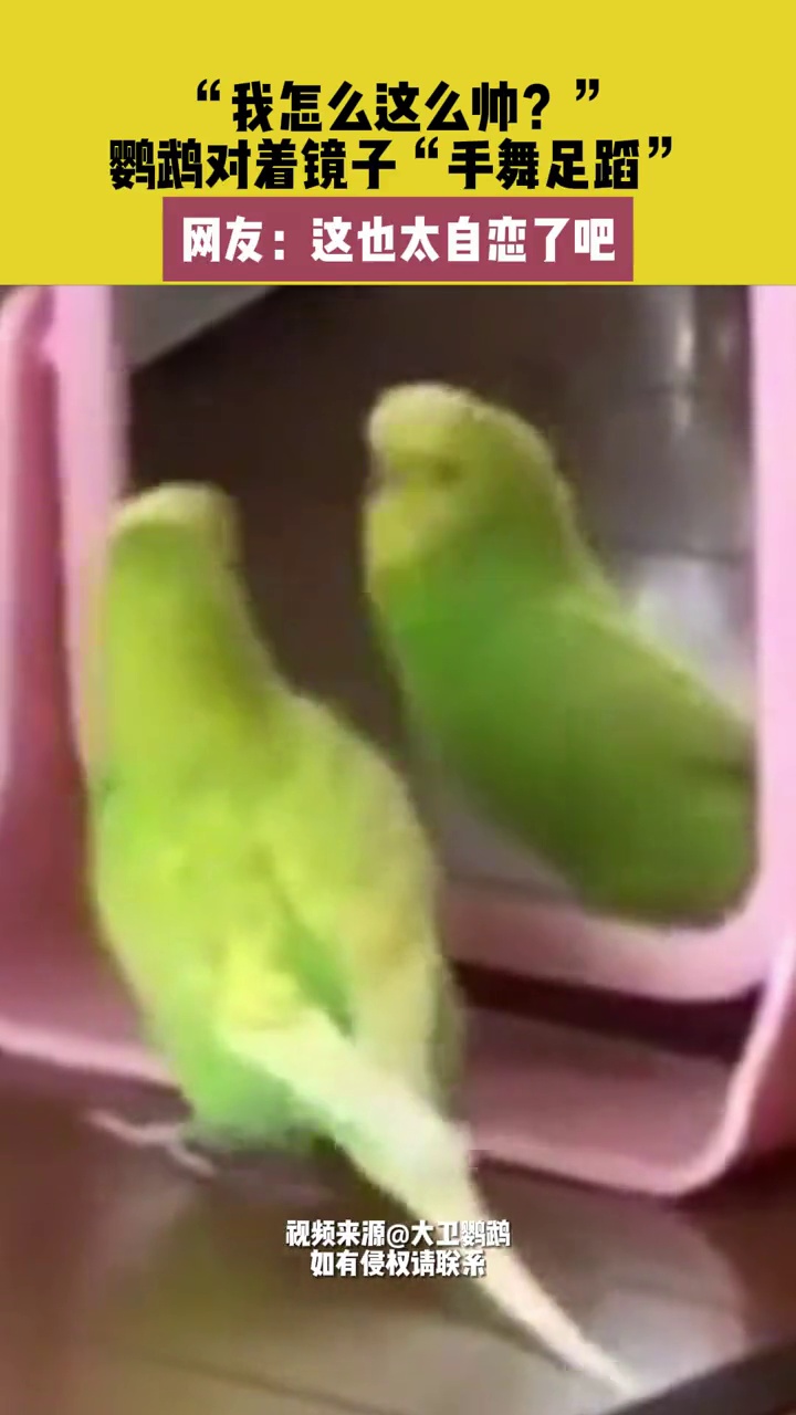 鹦鹉对着镜子"手舞足蹈",鹦鹉:我怎么这么帅